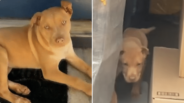 Terrika Currence catches Amazon driver trying to steal her puppy dog